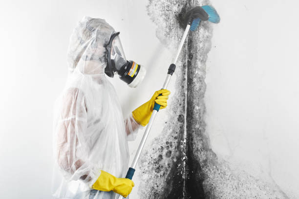 Best Emergency Mold Remediation  in Sebring, OH