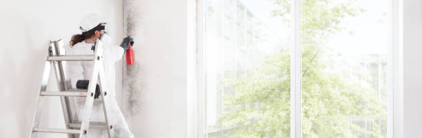 Best Industrial Mold Remediation  in Sebring, OH
